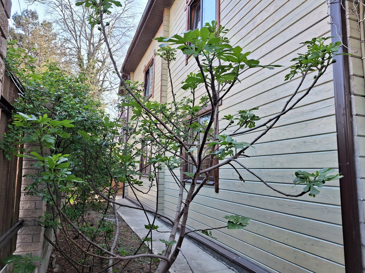 Гостевой дом Мама Джан Архипо-Осиповка-14